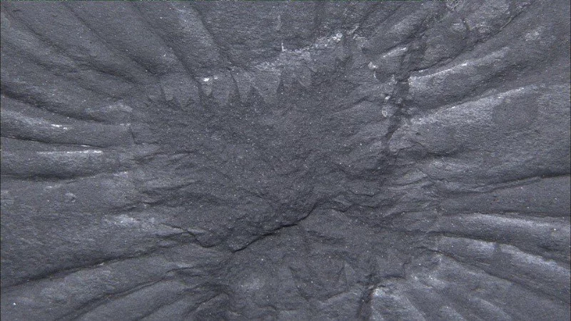 Anomalocaris is part of the large Burgess shale complex, as well as a number of other invertebrate complexes in China and Australia. Anomalocaris is part of the large Burgess shale complex, as well as a number of other invertebrate complexes in China and Australia.