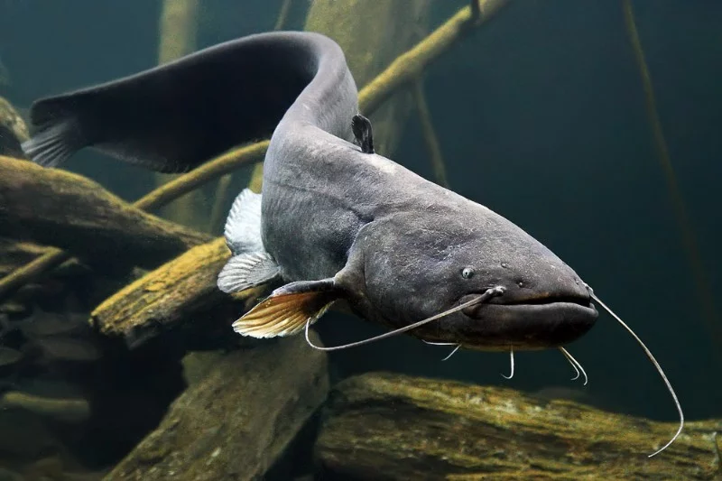 Water magazine No. 22 Ordinary Catfish Water magazine No. 22 Ordinary Catfish