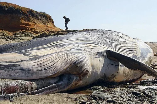 People often find the carcasses of dead whales washed ashore. Scientists still do not know the reasons why whales are washed ashore. People often find the carcasses of dead whales washed ashore. Scientists still do not know the reasons why whales are washed ashore.