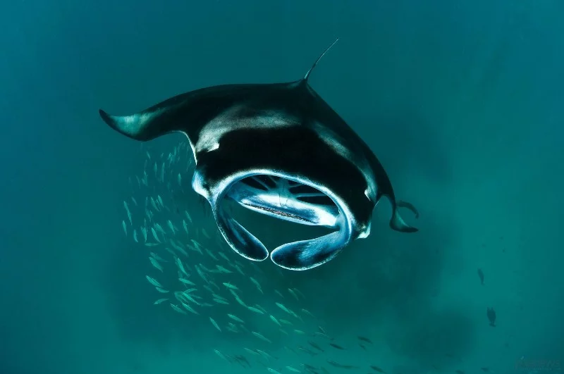 According to the way they are eaten, they can be called large "filters". They have spongy beige-pinkish plates between the gill arches, which are a device for filtration. Their main food is zooplankton and fish eggs. According to the way they are eaten, they can be called large "filters". They have spongy beige-pinkish plates between the gill arches, which are a device for filtration. Their main food is zooplankton and fish eggs.