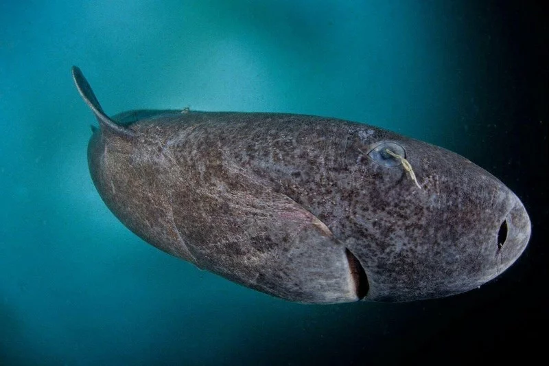 Water magazine No. 20 Greenland Shark Water magazine No. 20 Greenland Shark