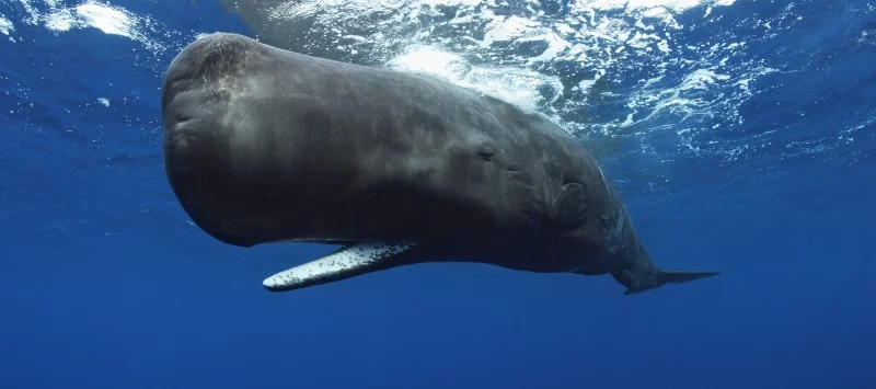 Water Magazine no.2 Sperm Whale Water Magazine no.2 Sperm Whale