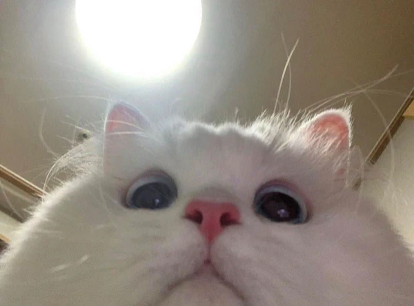 This quiz is designed for entertainment purposes only and is not intended to be scientifically accurate. Remember that every cat is a unique individual! 