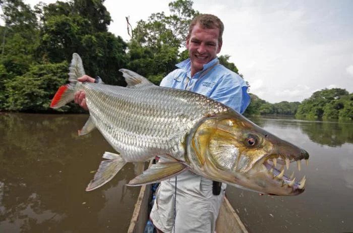 Water magazine No. 26 Tiger fish Water magazine No. 26 Tiger fish