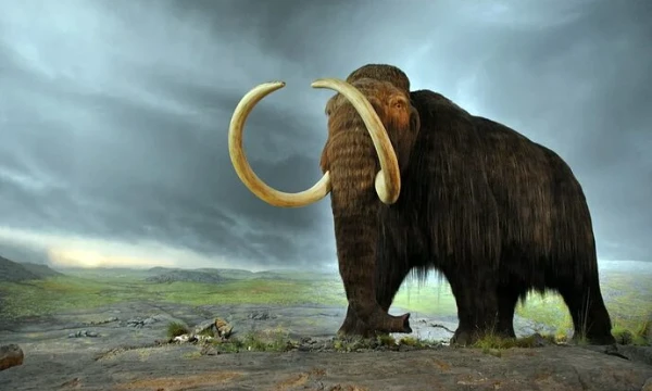 Which extinct animal is better? Choose the best out of 64 options! In this tournament you will see a variety of extinct animals, mammoths, dinosaurs, trilobites and many others!