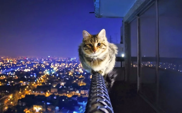 I love these cute, little, fluffy pranksters very much. If you want to test your knowledge about cats or learn something new, then you are welcome. Good luck!