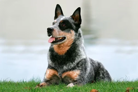 types of dog