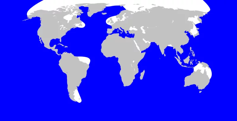  The sperm whale has one of the largest ranges in the entire animal world. It is common throughout The world Ocean, except for the northernmost and southernmost cold regions. Sperm whales are more common in warm waters than in cold ones. The sperm whale has one of the largest ranges in the entire animal world. It is common throughout The world Ocean, except for the northernmost and southernmost cold regions. Sperm whales are more common in warm waters than in cold ones.