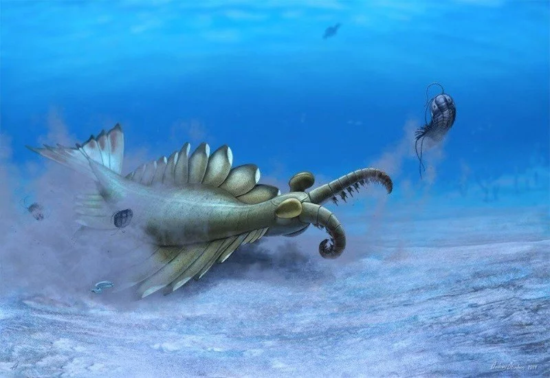 Water magazine No. 19 Anomalocaris Water magazine No. 19 Anomalocaris