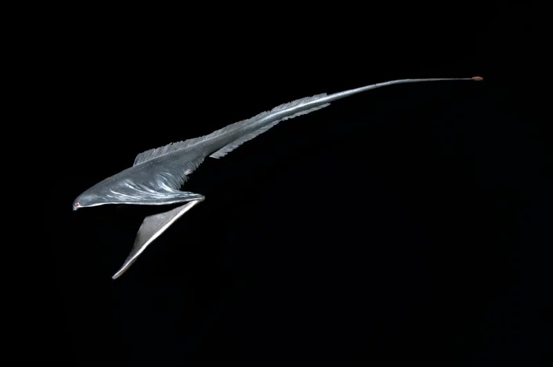 Aquatic Magazine No.9 Pelican-shaped Largemouth, Deep-sea Anglerfish Aquatic Magazine No.9 Pelican-shaped Largemouth, Deep-sea Anglerfish