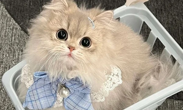 of course, all kittens are cute, try to make this difficult choice. I wish you don't die from too much sweetness  