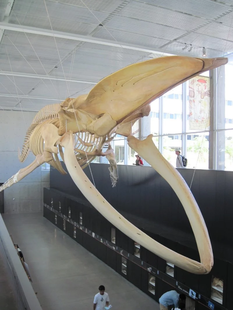 The skeleton of a Blue whale The skeleton of a Blue whale