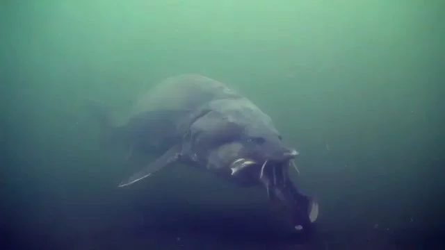 An adult beluga eating another smaller sturgeon. An adult beluga eating another smaller sturgeon.