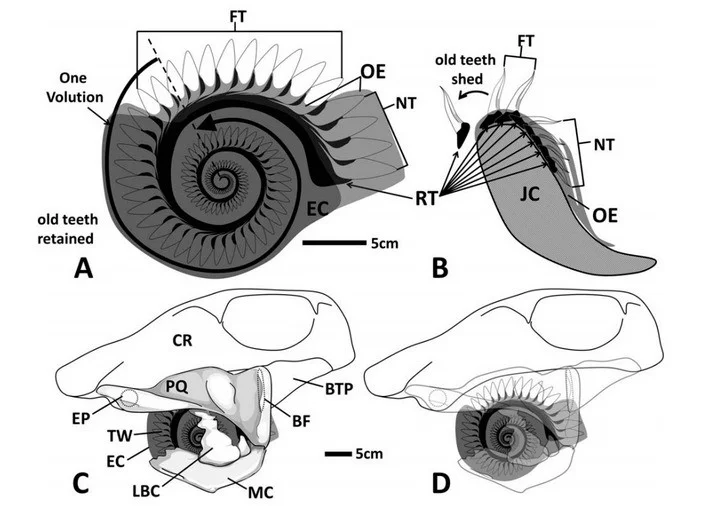 Comparison of the growth of the dental spiral of a helicoprion with the jaw of a shark: in helicoprions, old teeth were preserved in a spiral, in sharks they fall out (FT — functioning teeth, NT — new, not yet functioning teeth). A is the dental spiral of the helicoprion, B is the jaw of a shark, C, D is a schematic representation of the position of the spiral in the jaw of the helicoprion. CR — skull; EC, JC, LBC — cartilage; OE — epithelium of the oral cavity; PQ — palatine-squared cartilage (upper jaw); MC — Meckel's cartilage (lower jaw); RT — tooth root; TW — dental spiral. Comparison of the growth of the dental spiral of a helicoprion with the jaw of a shark: in helicoprions, old teeth were preserved in a spiral, in sharks they fall out (FT — functioning teeth, NT — new, not yet functioning teeth). A is the dental spiral of the helicoprion, B is the jaw of a shark, C, D is a schematic representation of the position of the spiral in the jaw of the helicoprion. CR — skull; EC, JC, LBC — cartilage; OE — epithelium of the oral cavity; PQ — palatine-squared cartilage (upper jaw); MC — Meckel's cartilage (lower jaw); RT — tooth root; TW — dental spiral. 