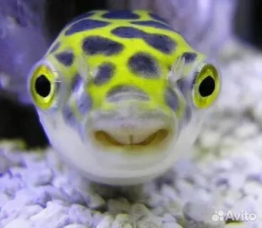 Aquarists are those who collect a lot of fish and beautiful and dangerous species, but it is difficult to choose them according to their beauty, I suggest choosing the best and most beautiful aquarium fish