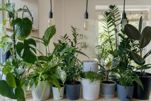 Do you want to decorate your house but can't decide? At first glance, it doesn't cost anything to choose a flower, but still, even here you need to carefully weigh everything.