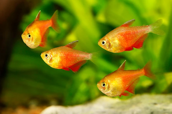 Aquarists are those who collect a lot of fish and beautiful and dangerous species, but it is difficult to choose them according to their beauty, I suggest choosing the best and most beautiful aquarium fish