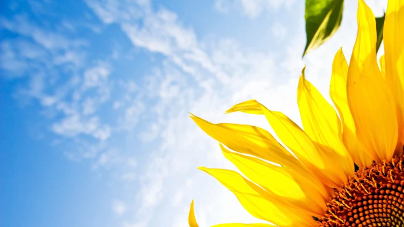 A sunflower A sunflower