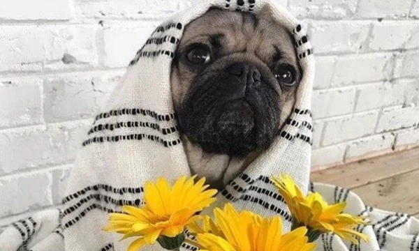 In this tournament, you will have to choose the cutest pug from 16 options. Good luck with the passage!!!! 