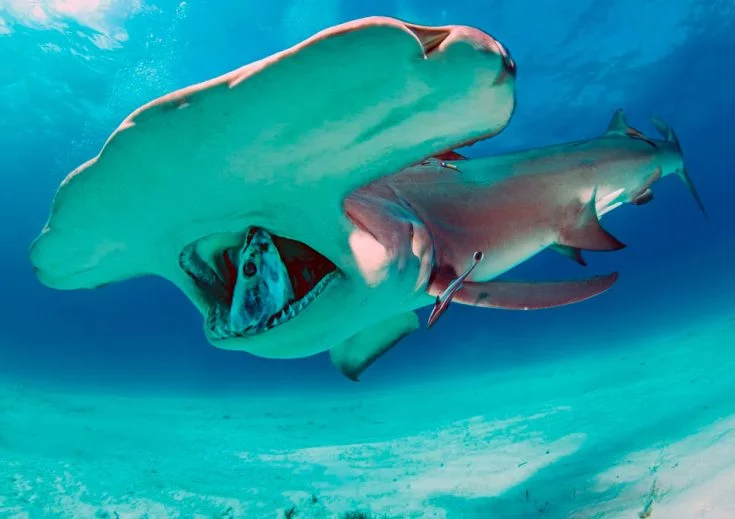Water Magazine No. 16 Giant Hammerhead Shark Water Magazine No. 16 Giant Hammerhead Shark