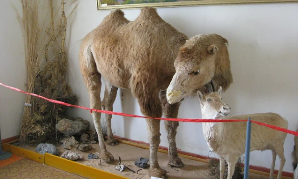Statistics of test The Camel Genus Knowledge Test