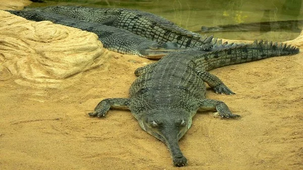 Select very rare animals that may disappear. The test features animals from all over the world.