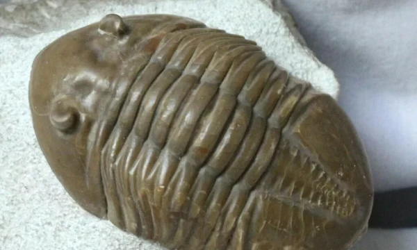 There are many different Paleozoic animals, many of them quite unusual, how well do you know them?