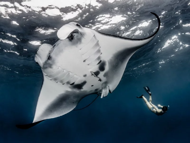 The most common are the so-called medium-sized individuals, whose fin span reaches 4.5 m, and weight is about 1.5-2 tons, some individuals reached 9 m and weighed 3 tons, he is the largest known stingray. They are able to swim at speeds up to 30 km/h. Many of them are also called "Sea Devils" because of the pectoral fins near the face. The most common are the so-called medium-sized individuals, whose fin span reaches 4.5 m, and weight is about 1.5-2 tons, some individuals reached 9 m and weighed 3 tons, he is the largest known stingray. They are able to swim at speeds up to 30 km/h. Many of them are also called "Sea Devils" because of the pectoral fins near the face.