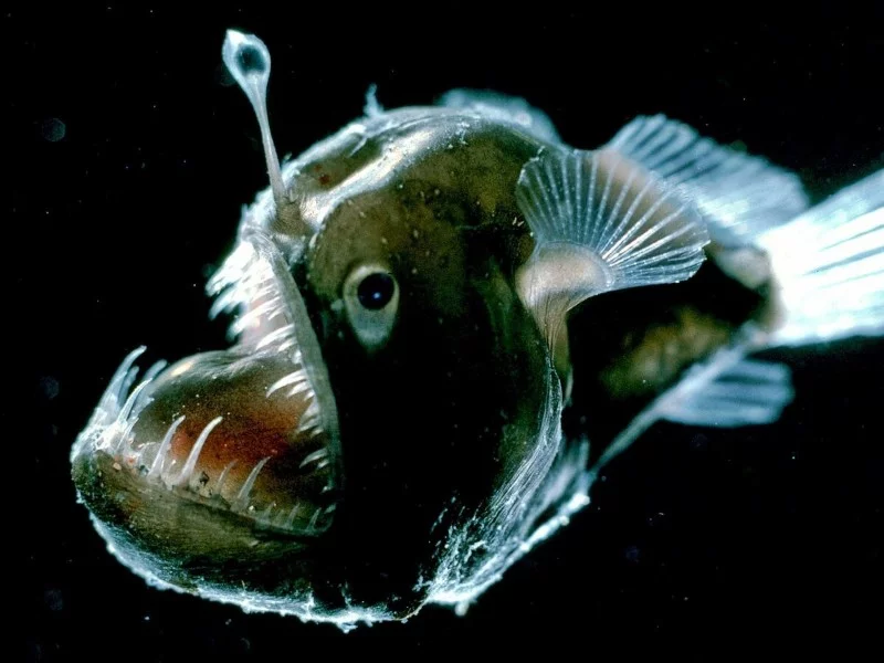 Aquatic Magazine No.9 Pelican-shaped Largemouth, Deep-sea Anglerfish Aquatic Magazine No.9 Pelican-shaped Largemouth, Deep-sea Anglerfish