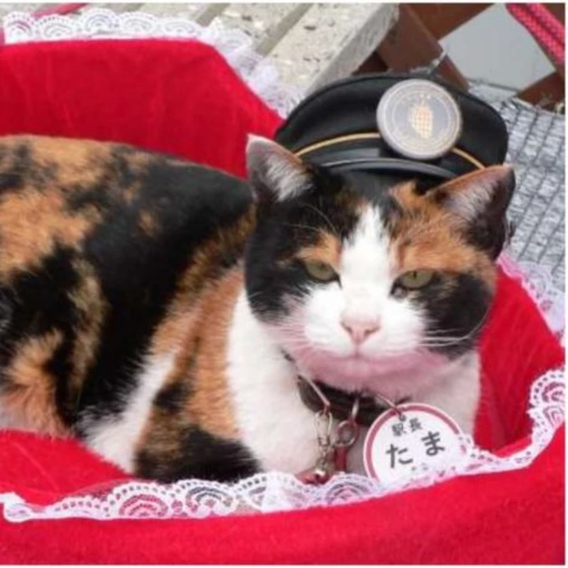 Dear stationmaster Dear stationmaster