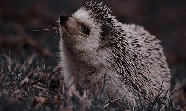 Pictures with aesthetics of the most beautiful animals of the planet earth - Hedgehogs.