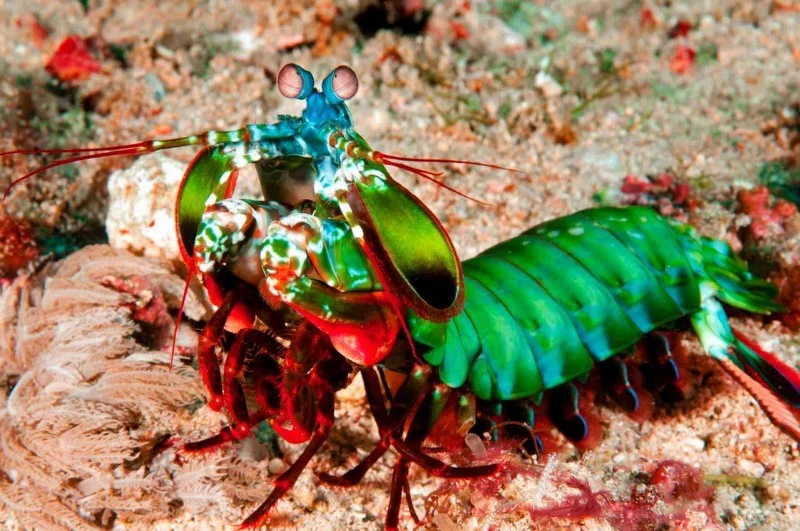 Water magazine No. 6 Mantis Crab Water magazine No. 6 Mantis Crab