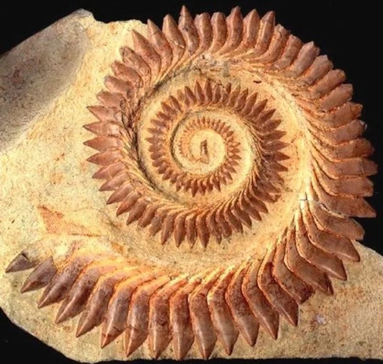 Helicoprion Dental Spiral Helicoprion Dental Spiral 
