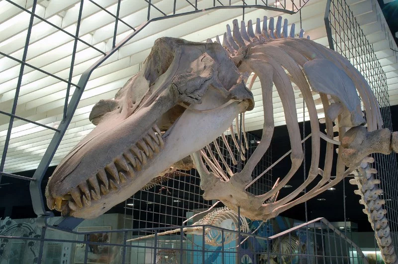 The skeleton of a killer whale The skeleton of a killer whale