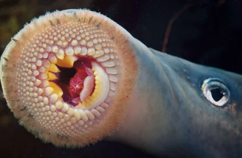 Water magazine No. 3 Som Kandiru, Lamprey Water magazine No. 3 Som Kandiru, Lamprey