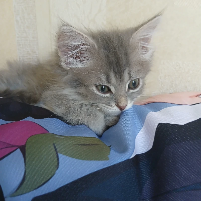 Here Busia lies on dakimakura Here Busia lies on dakimakura