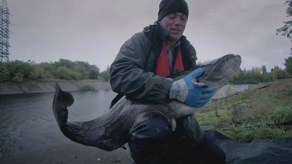 Catfish caught in Chernobyl Catfish caught in Chernobyl 
