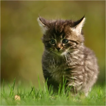 I suggest you choose the best pet.