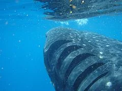 The gills of a grazing whale shark, allowing a large volume of water to pass through The gills of a grazing whale shark, allowing a large volume of water to pass through