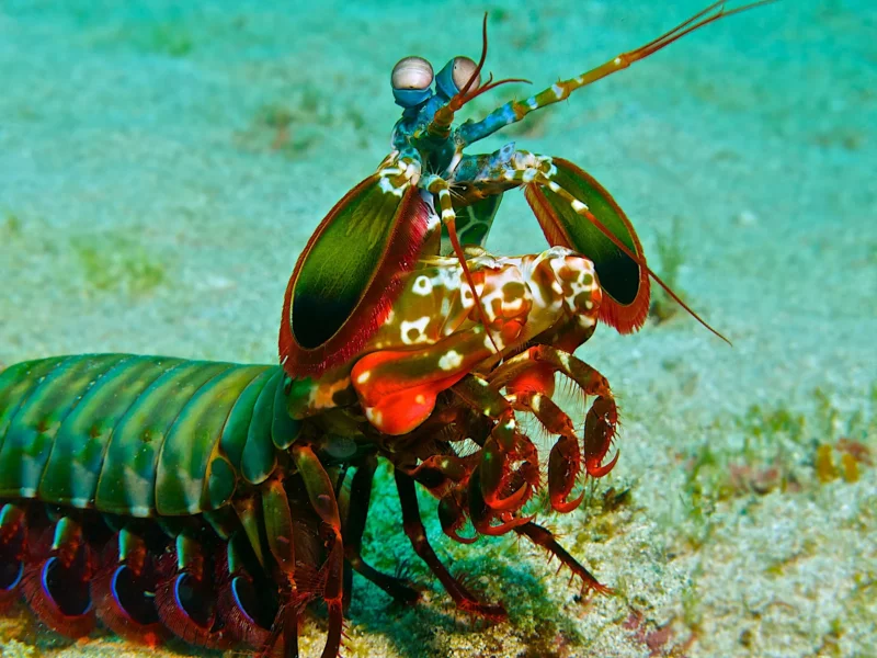 Water magazine No. 6 Mantis Crab Water magazine No. 6 Mantis Crab