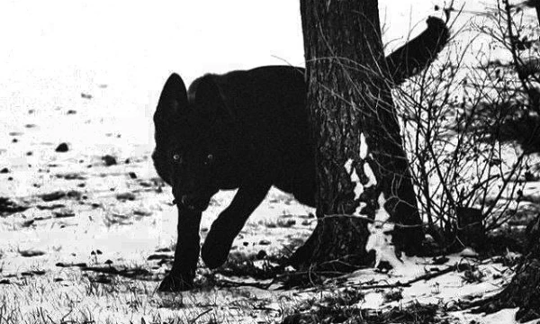 Are you interested in what lies dormant in your soul? Find out how closely you are connected to the world of werewolves. Take the test and reveal the secret of your inner being. The moon is calling.