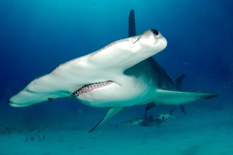 Water Magazine No. 16 Giant Hammerhead Shark Water Magazine No. 16 Giant Hammerhead Shark