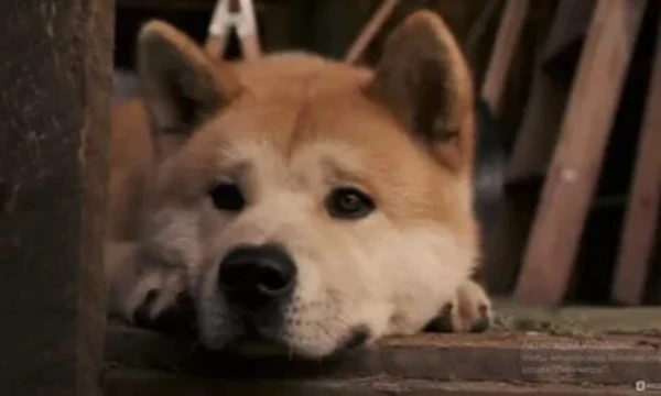 Hello! Today I want to suggest that you take this test and choose for yourself the sweetest or just the pet you like-an assistant from movies / comics / games / cartoons.Enjoy your passage!