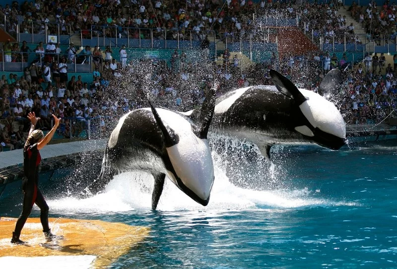 Water magazine No. 4 Killer Whales Water magazine No. 4 Killer Whales