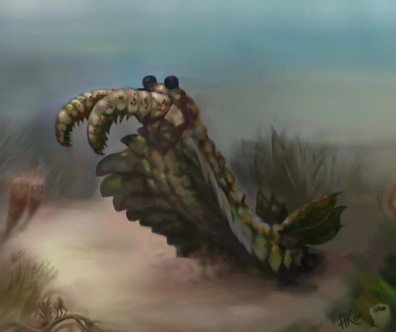Water magazine No. 19 Anomalocaris Water magazine No. 19 Anomalocaris