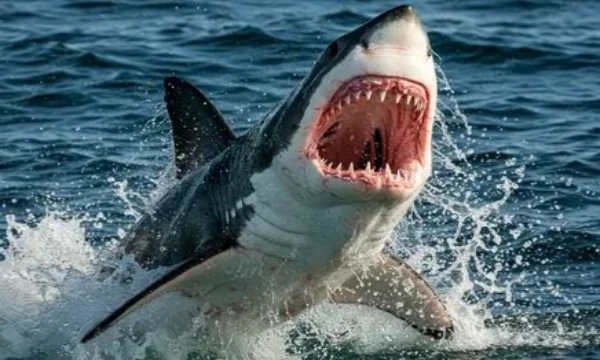 Hello! Today I suggest you check out how well you know sharks, or learn something new about such wonderful marine hunters. Enjoy your passage!