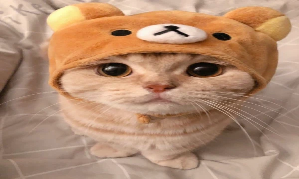 Dear users, we present to your attention a test in which you will choose the animal that has left the most significant mark in our history... or the one that you liked best :з 