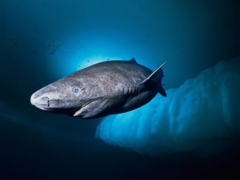 Water magazine No. 20 Greenland Shark Water magazine No. 20 Greenland Shark