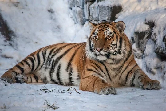 Select very rare animals that may disappear. The test features animals from all over the world.