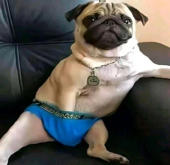 Choose a picture with the funniest dog from my collection!